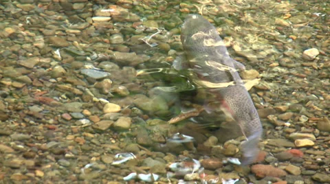 Trout in Pebble Stream Stock Footage 33577915