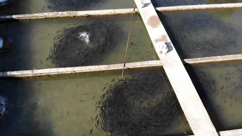 Trout in the pond Stock Footage 119469103