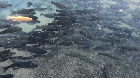 Trout in the pool Stock Footage 119467993