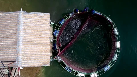 Trout Production Stock Footage 340457968