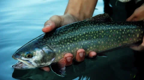 Trout release Stock Footage 22663817