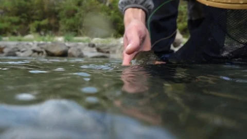 Trout release Stock Footage 98423879