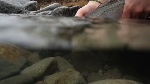 Trout release Stock Footage 98423895