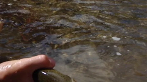 Trout release Video stock 120665082