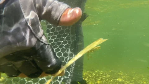 Trout release Stock Footage 202283405