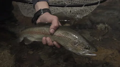 Trout Release Slow Motion Stock Footage 68676576