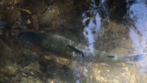 Trout in a river Stock Footage 81312385