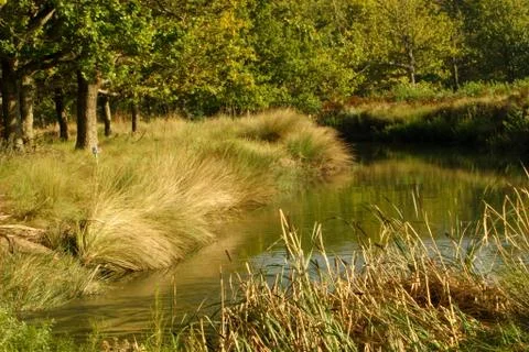 Trout River Stock Photos
