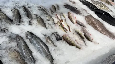 Trout, roach, and other fish on ice. Ham fish shop. Видео 244462806