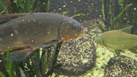 A trout is rubbing the ground Stock Footage 266698807