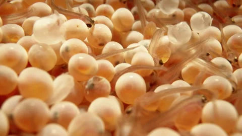 Trout, salmon eggs are hatching. Stock Footage 263727577