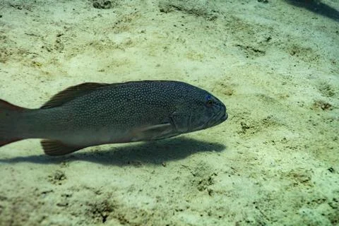 Trout on sand Foto stock