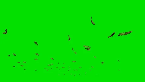 Trout school of fish, Green Screen Chromakey Stock Footage 125799756