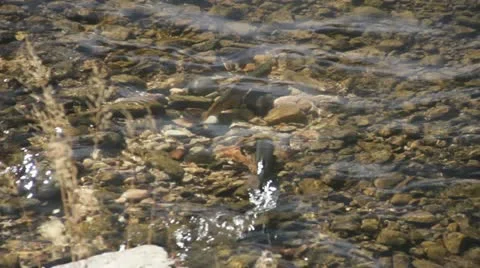 Trout spawning in a high mountain river HD9675 Stock Footage 12467100