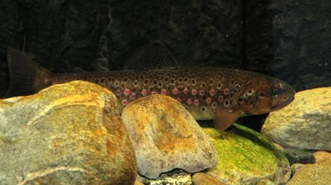 Trout stays static in the floating water of a river in Sogndal, Norway. Video stock 59726638
