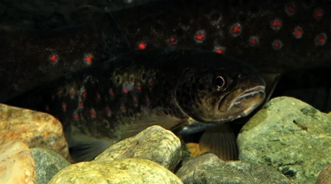 Trout stays static in the floating water of a river in Sogndal, Norway. Stock Footage 59726661