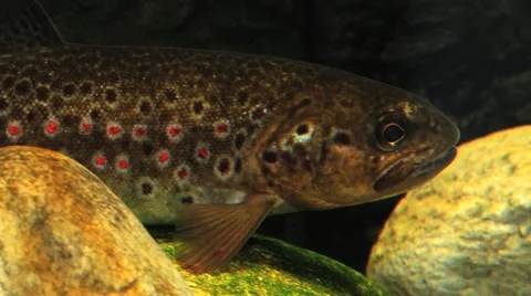 Trout stays static in the floating water of a river in Sogndal, Norway. Stock Footage 59726670