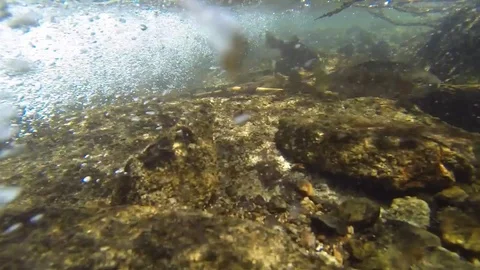 Trout in Stream Stock Footage
