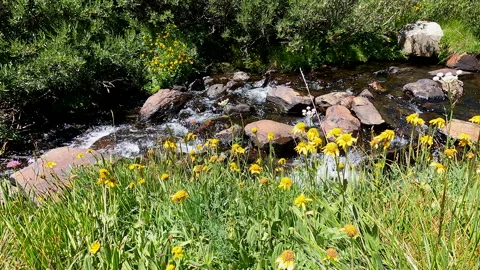 Trout stream Stock Footage 158663740