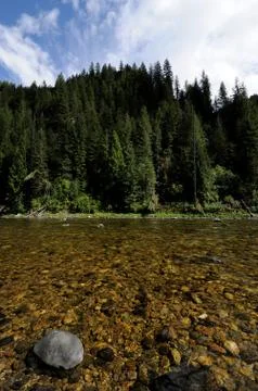 Trout stream Foto stock