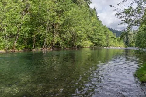 Trout Stream Stock Photos