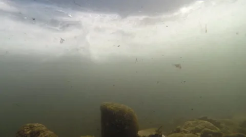 Trout Stream Winter Underwater 4 Stock Footage 48008958