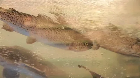 Trout in the supermarket Stock Footage 85363176