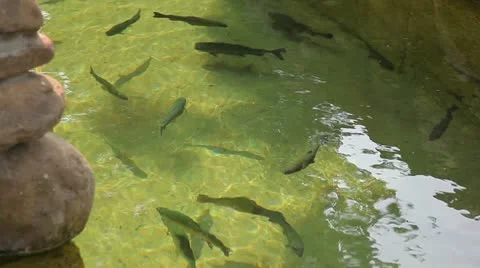 Trout swim Stock-Footage 11019336