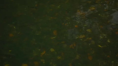 Trout swim in a muddy river. 스톡 동영상 145659622