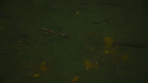Trout swim in a muddy river. 스톡 동영상 145659934