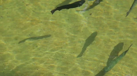 Trout swim in the pool Stock-Footage 11021762