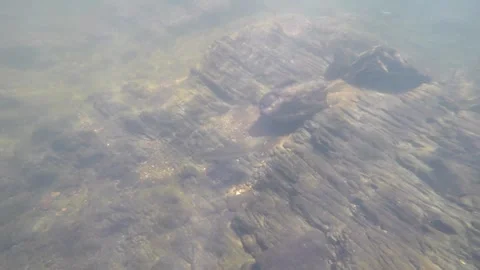 Trout swimming in filtered light Stock Footage 279853790
