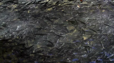 Trout Swimming Stock Footage 32328280