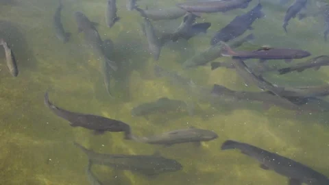Trout swimming Stock Footage 136462569