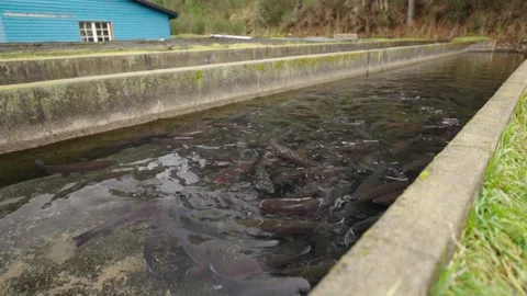 Trout Swimming Through Fish Hatchery Raceways Vídeos de archivo 339069506