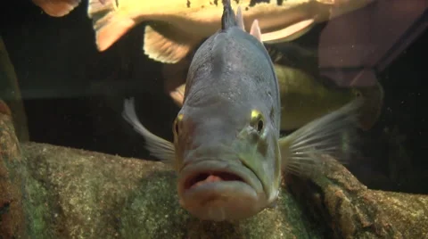 Trout swims facing forward staring at camera Stock Footage 40729430