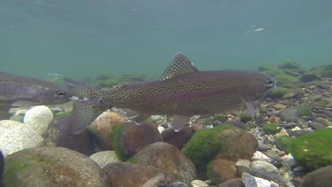 Trout Swims in Front of Camera Stock Footage 234937869