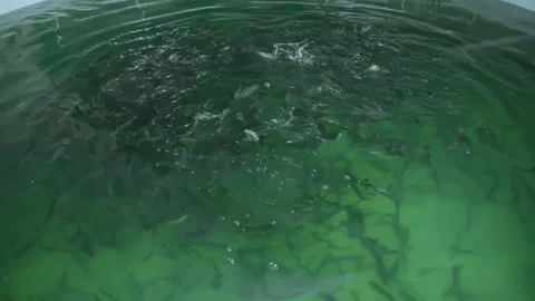 Trout swims in a growing pool. fish farm Stock Footage 168283884