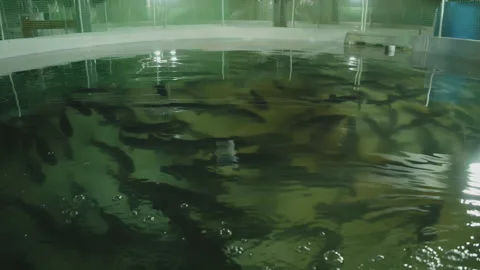 Trout swims in a growing pool. fish farm Stock Footage 168284649