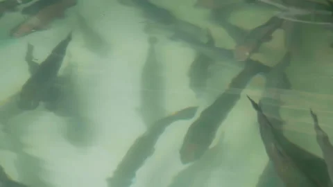 Trout swims in a growing pool. fish farm Stock Footage 168284769