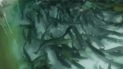 Trout swims in a growing pool. fish farm Stock Footage 168284907