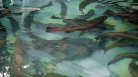 Trout swims in a growing pool. fish farm Stock Footage 168285015