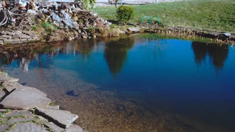 Trout swims in the pond Stock-Footage 101890205