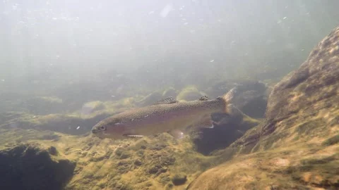 Trout swims towards camera 4K Stock Footage 243683771