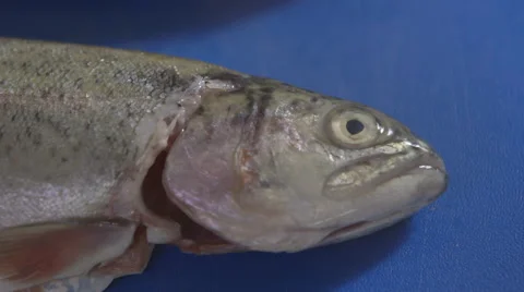 Trout; tilt close-up Stock Footage 64056023