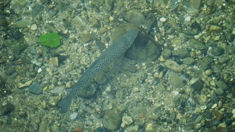 Trout under water Stock Footage 94687450