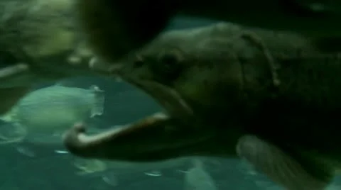 Trout underwater Stock Footage 10591601