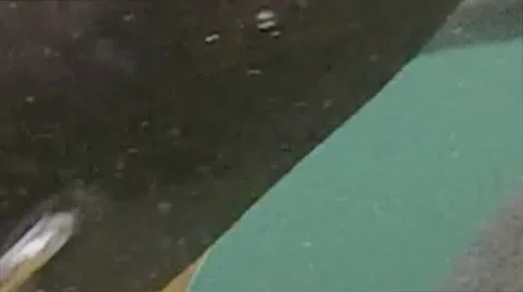 Trout Underwater Video stock 11378710
