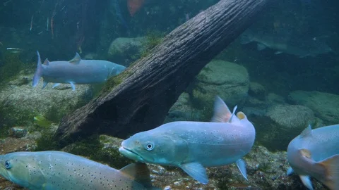 Trout  underwater Video stock 121690285