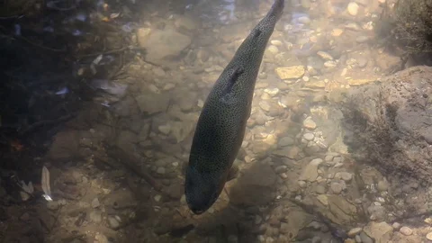 Trout in the water Stock Footage 81312387